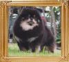 Tokie_True_Colour_42076.jpg