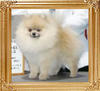Trudys_Kentucky_Blue_At_Aphrodite_Ch_42085.jpg