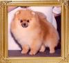 Watts_Little_Corkie_Too_Ch_47931.jpg