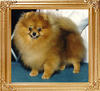 Wee_Hearts_Cant_Touch_This_Ch_40871.jpg
