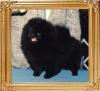 Wee_Hearts_Elvira_Ch_47945.jpg
