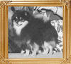 Wee_Hearts_Kopper_N_Kohl_Ch_47950.jpg