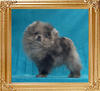 Yingyang_Apache_Outlaw_of_Canton_1.1lbs_2mo_3wk.jpg