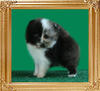Yingyang_Bagdad_2mo_0.7_lbs.jpg
