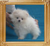 Yingyang_Bailey_Jazz_1.1lbs_P6-6_2mo_3wk_7923.jpg