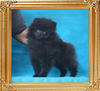 Yingyang_Bella_Negra_2mo_2wk_1.8lbs_P6-6_8854.jpg