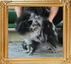 Yingyang_Billie_Jean_1yr_10mon__2.2lbs_6310.jpg