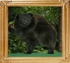 Yingyang_Black_Bliss_1yr_46125.jpg