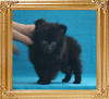 Yingyang_Black_Butterfly_3mo_1.32lbs_2813.jpg