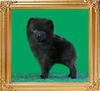 Yingyang_Black_Eclipse_2mo_1.5_lbs.jpg