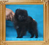 Yingyang_Black_Gunard_2mo_3wk_1.8lbs_P6-6_8914.jpg