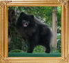 Yingyang_Black_Majah_Rajah_2yr_5mo_41193.jpg