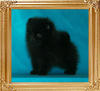 Yingyang_Black_Maystar_46074.jpg