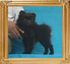 Yingyang_Black_Mesura_2.86lbs_P6-6_2mo_1wk_6006.jpg