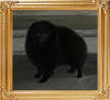Yingyang_Black_Widow_1yr_5mo_47622.jpg