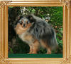 Yingyang_Blue_Frost_1yr_1mo_5.5lbs_Final_Picture.jpg