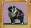 Yingyang_Blue_Joker_of_Canton_6mo.jpg