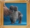Yingyang_Blue_Patchwork_2mo_3wk_1.9lbs_3419.jpg