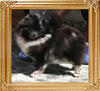 Yingyang_Blue_Ribbon_1yr_2mo_8101_.jpg