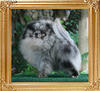 Yingyang_Blue_Sea_1yr_11mos_4.5lbs_framed.jpg
