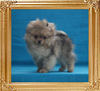 Yingyang_Brazzi_3mo_1wk_1.5lbs_50526.jpg