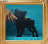 Yingyang_Camp_Bell_Wood_3mo_3wk_2.7lbs__P6-6_9157.jpg