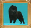 Yingyang_Cosma_of_Canton_2lbs_at_2mo_3wk_47426.jpg