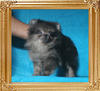 Yingyang_Garrett_Morgan_1.32lbs_2mo_2wk_P6-6_0426.jpg