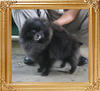 Yingyang_Gizelle_Black_2yr_1mo_484lbs_1430.jpg