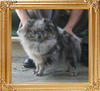 Yingyang_Gizelle_Spirit_1yr_5mo_4.29lbs_8624.jpg