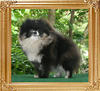 Yingyang_Harlequin_Express_1yr_3mo_5.5lbs.jpg