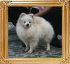 Yingyang_Jazz_Dancer_7.04lbs_2yr_9mo_7034.jpg