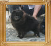 Yingyang_Lindt_Gammon_1yr_2mon_5.5lbs_5224.jpg