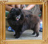 Yingyang_MLR_Black_Beauty_6yr_4mo__8556.jpg