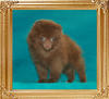 Yingyang_Malteseer_Joe_1.8lbs_at_2mo_1wk_47437.jpg