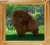 Yingyang_Maltesers_8weeks.jpg