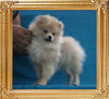 Yingyang_Maybeline__3.3lbs_3mo_3wk_P6-6_6918.jpg