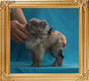 Yingyang_Melody_White_2.4lbs_at_5mo_P6-6_6114.jpg