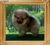 Yingyang_Milky_Way_8weeks.jpg