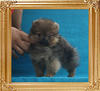 Yingyang_Minervas_Gold_1.43lbs_2mo_1wk_P6-6_7452.jpg