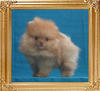 Yingyang_Mister_Mister_0.88lbs_2mo_2wk_3715.jpg