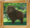 Yingyang_My_Fair_Choco_Lady_12weeks.jpg