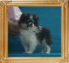 Yingyang_Party_King_2.2lbs_3mo_P6-6_7597.jpg
