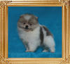 Yingyang_Party_Loyalty_1.3lbs_3mo_49620.jpg
