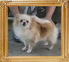 Yingyang_Penny_Penelope_2yr_3mo_418lbs_1494_Reject.jpg