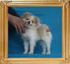 Yingyang_Petunia_Paisley_P6-6_3.41lbs_4mo_2wk_2344.jpg