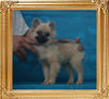 Yingyang_Silver_Luster_2.64lbs_4mo_2wk_P6-6_1560.jpg