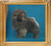 Yingyang_Sonata_Shimmerine_2lbs_2mo_3wk_P6-6__3712.jpg