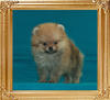 0.9lbs at 2months Yingyang_Spoof_0.9lbs_at_2mo_47441.jpg