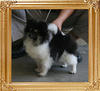 Yingyang_Triton_Bravado_7mo_1wk_4lbs_49632.jpg